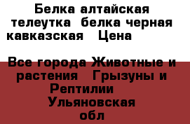 Белка алтайская телеутка, белка черная кавказская › Цена ­ 5 000 - Все города Животные и растения » Грызуны и Рептилии   . Ульяновская обл.,Барыш г.